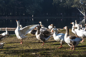 Familia de gansos sobre costa del lago. Parque natural, fauna. Animales de granja. Aves.