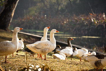 Obraz premium Familia de gansos sobre costa del lago. Parque natural, fauna. Animales de granja. Aves.