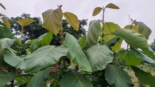 Teak Leaves" Images – Browse 68 Stock Photos, Vectors, and Video | Adobe  Stock