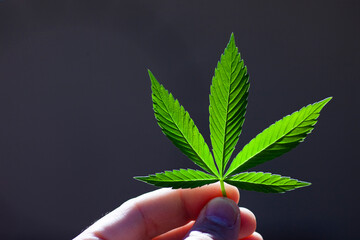 medical cannabis leaf in man hand