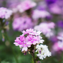 ピンクのコバノランタナ