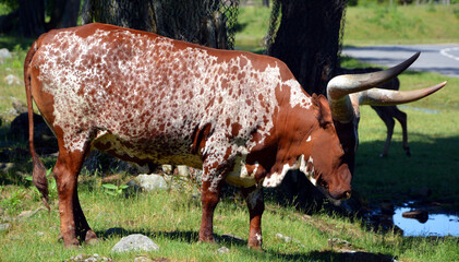 Ankole-Watusi is a modern American breed of domestic cattle. It derives from the Ankole group of...