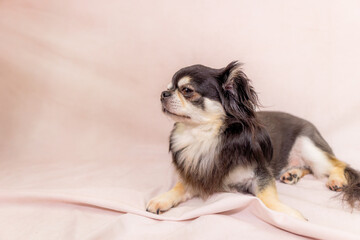 チワワ 小型犬 可愛い ライオン