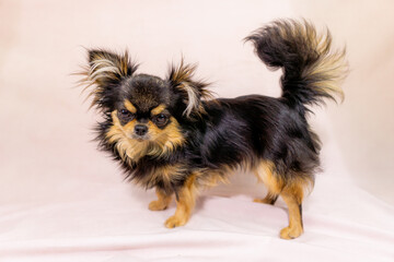 チワワ　小型犬　可愛い　ライオン