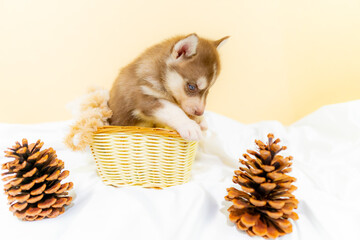 ハスキー　子犬　可愛い © Tadogami