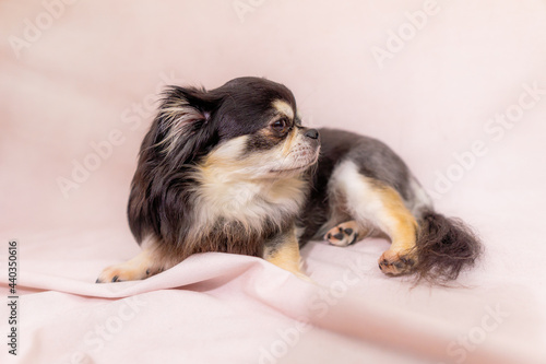 チワワ 小型犬 可愛い ライオン Wall Mural Wallpaper Murals Tadogami