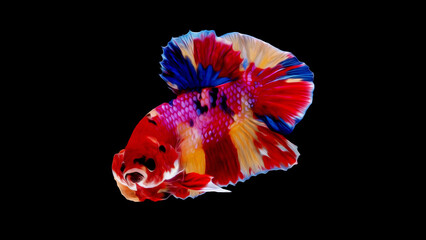 oil paint  siames fighting fish..betta splendens fish.