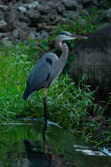 Great Blue Heron Perched on the Edge of a Waterfall