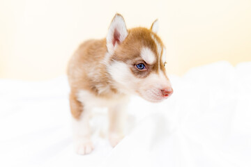 ハスキー　子犬　可愛い