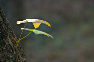 Beautiful Yellow leaf growing out the side of tree trunk in the Chattahooche National Forest mountains near Hammond Gap in Georgia