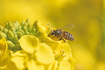 福ふくの里の菜の花と蜜蜂