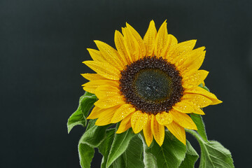 Sunflowers are thought to have been domesticated 3000–5000 years ago by Native Americans who would use them primarily as a source for edible seeds. They were then introduced to Europe in the early 16t