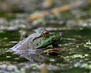 American bullfrog in pond, extreme close up, incredible eyes.