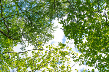 光に透ける木の葉と空
