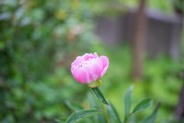 ピンクの花