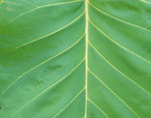 Green leaves background. Green leaf texture.Fresh green leaf, close up