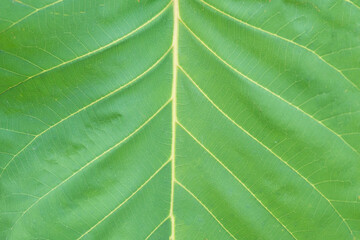 Green leaves background. Green leaf texture.Fresh green leaf, close up