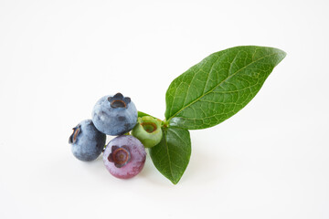 ブルーベリーの実を白バックで