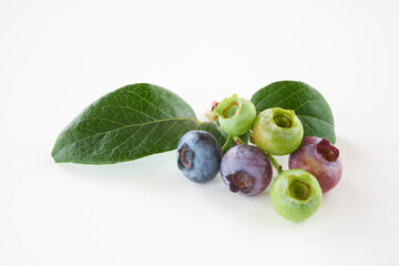 ブルーベリーの実を白バックで