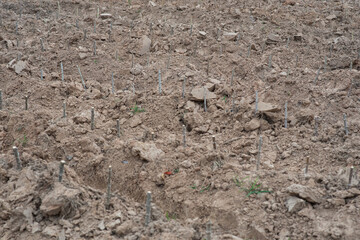 Tapioca fields on natural background, Grow cassava, Season of planting cassava, Summer agriculture, Cassava seedlings