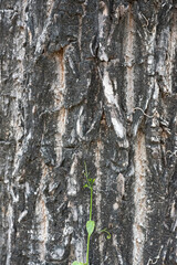 photo of a tree, bark of a textured tree.Bark tree background