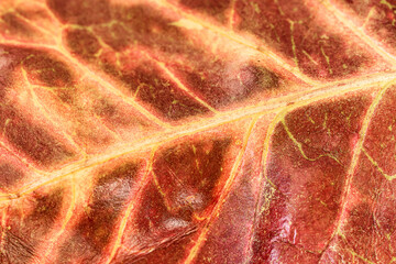 close up macro leaf texture