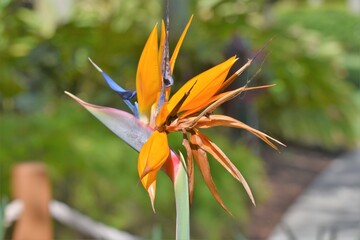 Bird of Paradise Orlando Florida