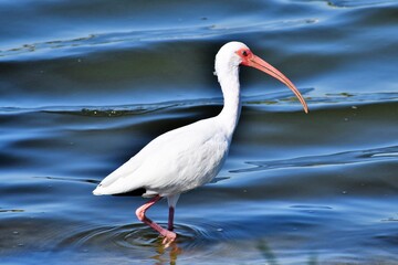 White American Ibis Bird
