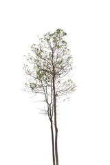 Fototapeta premium Beautifull green tree on a white background in high definition.Tropical tree on white background for architecture designing