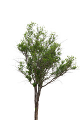 Beautifull green tree on a white background in high definition.Tropical tree on white background for architecture designing