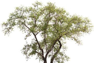 Beautifull green tree on a white background in high definition.Tropical tree on white background for architecture designing