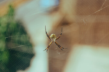 Araña - araña jardinera también conocida como araña tigre
