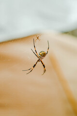 Araña - araña jardinera también conocida como araña tigre
