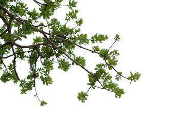 Beautifull green tree on a white background in high definition.Tropical tree on white background for architecture designing