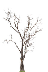 black tree silhouettes isolated on white background , silhouette of trees.Isolated dead tree on a white background