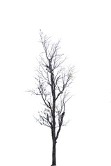 black tree silhouettes isolated on white background , silhouette of trees.Isolated dead tree on a white background