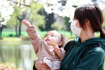 桜に手を伸ばす子供