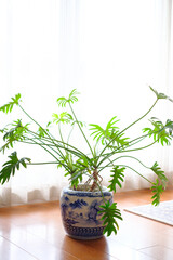 レースのカーテン越しの柔らかな光を受けてリビングに飾る観葉植物モンステラ。癒しと落ち着きを与えてくれる。アンテークなアジアン系の鉢に植える。