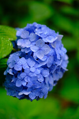 雨上がり、庭の紫陽花には雨粒が残る。梅雨の時期の楽しみ。青色の紫陽花の花言葉は辛抱強い愛情