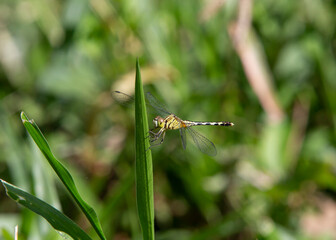 dragonfly resting on a leaf