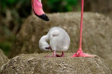 フラミンゴの赤ちゃん © orihashi photo