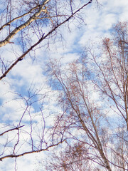 Fototapeta na wymiar blue sky with clouds and tree branches in autumn