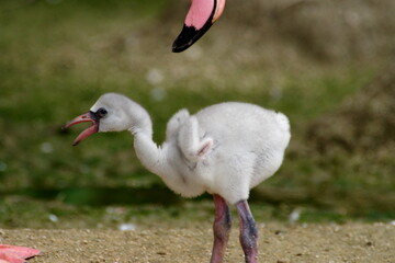 フラミンゴの赤ちゃん