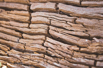 Close-up of an old rotten tree. Cracks in the wood.