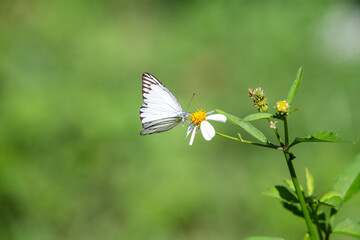 white butterfly on a flower