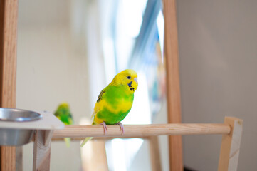 A Budgerigar standing on the branch. Melopsittacus undulatus.