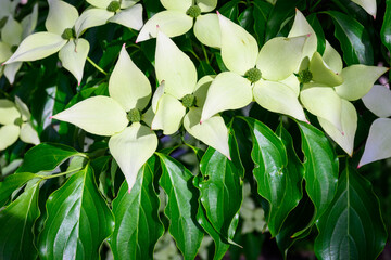 Graphic white flowers of a dogwood blooming on a tree in a garden, as a nature background
