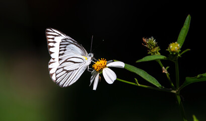 white butterfly on a flower