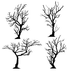 silhouette of tree without leaves
