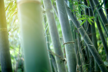 selective focus bamboo tree forest